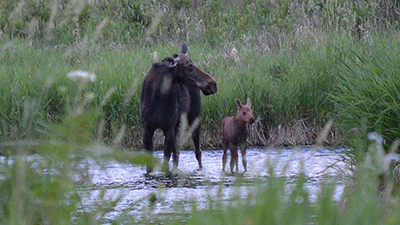 Mama and Calf Moose