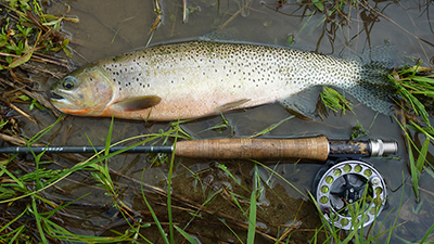 Cutthroat Trout