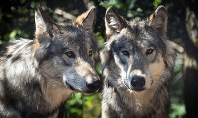 Wolf Twins